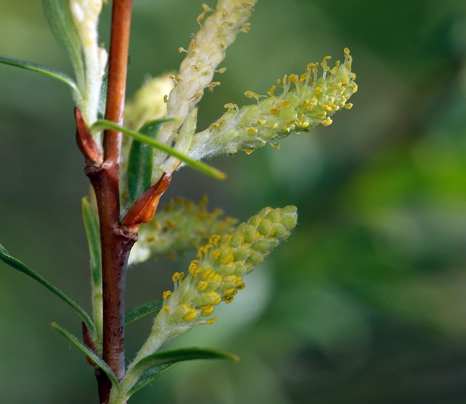 Image of narrowleaf willow