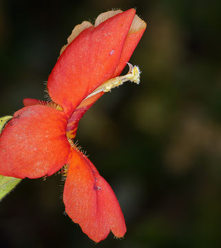 Image of <i>Mimulus cardinalis</i>