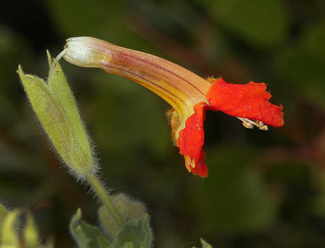 Image of <i>Mimulus cardinalis</i>