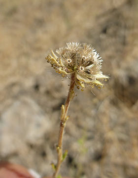 Image of big tarweed