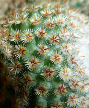 Image of Mammillaria crucigera Mart.