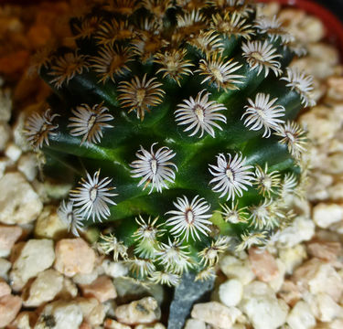 Image of Mammillaria hernandezii Glass & R. A. Foster