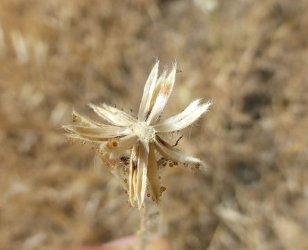 Imagem de Blepharizonia plumosa (Kellogg) Greene