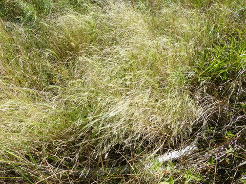 Image of <i>Agrostis avenacea</i>