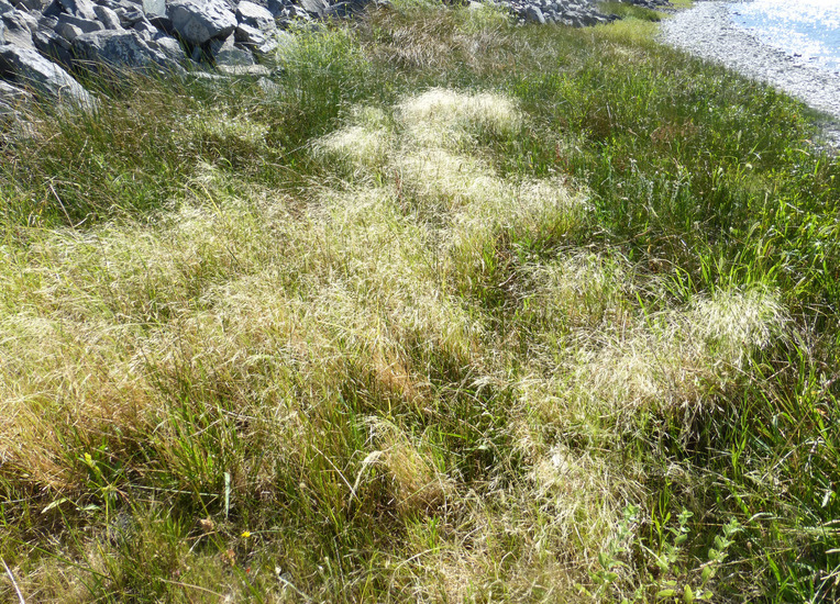 Image of <i>Agrostis avenacea</i>