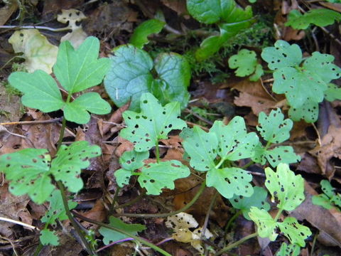 Image of Seaside Bittercress