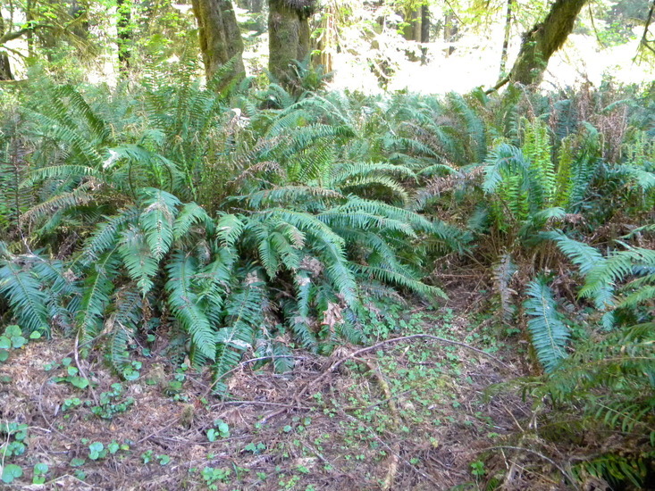 Image of Seaside Bittercress