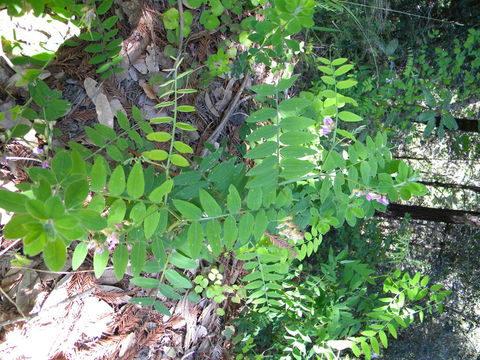 Image of redwood pea