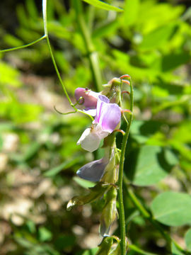 Image of redwood pea