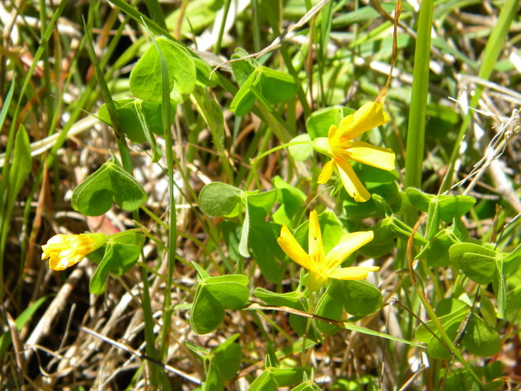 Image de Oxalis suksdorfii Trelease