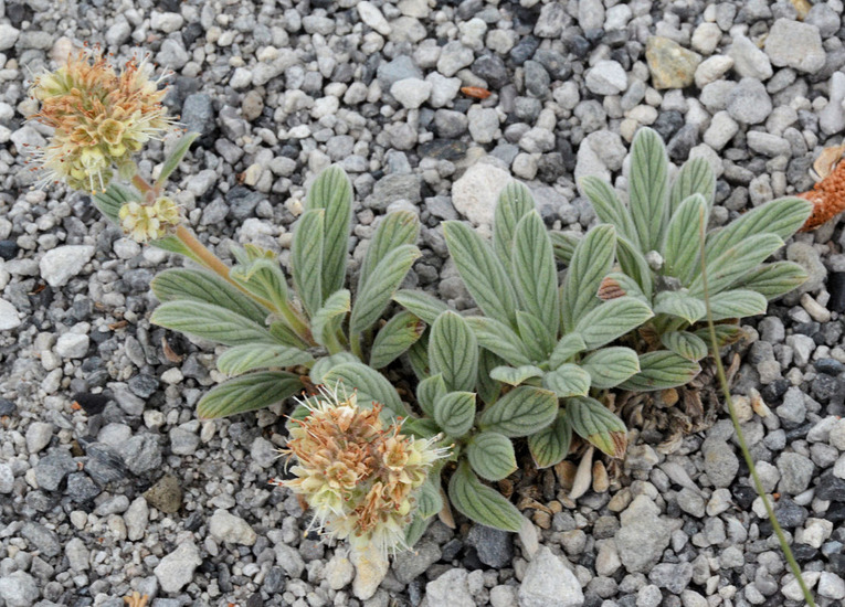 Image of compact phacelia