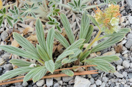 Image of compact phacelia