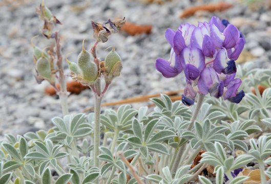 Image of Mono Lake lupine