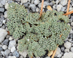 Image of <i>Cymopterus cinerarius</i>