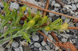 Слика од <i>Ericameria parryi</i> var. <i>monocephala</i>