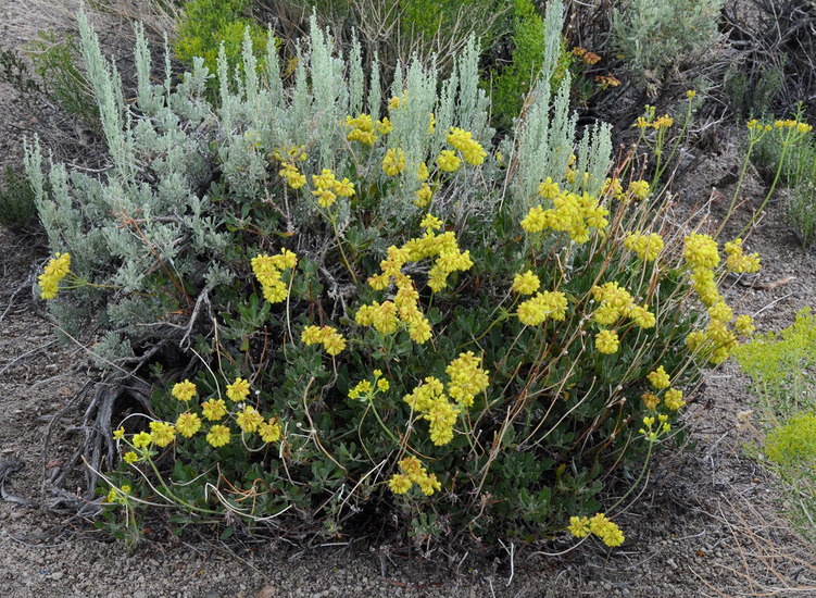 Image of sulphur-flower buckwheat