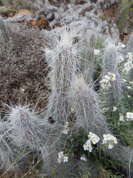 Image of Grusonia bradtiana (J. M. Coult.) Britton & Rose