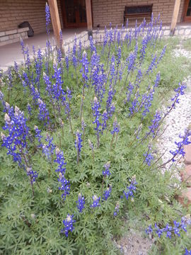 Imagem de Lupinus havardii S. Watson