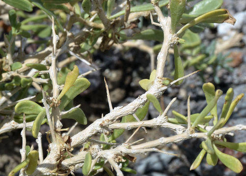 Image of black greasewood