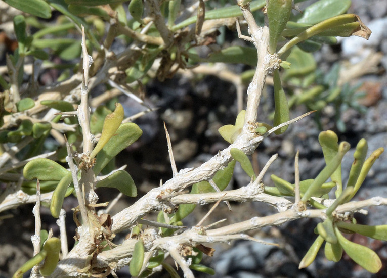 Image of black greasewood