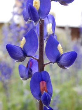 Imagem de Lupinus havardii S. Watson