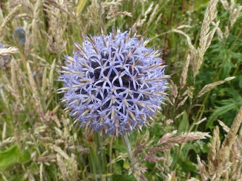 Image of Echinops bannaticus Rochel ex Schrad.