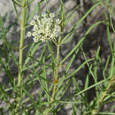 Sivun Asclepias subverticillata (Gray) Vail kuva