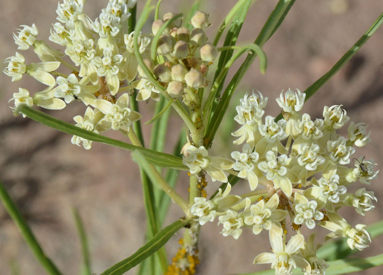 Image of horsetail milkweed