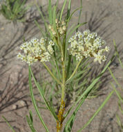 Image of horsetail milkweed