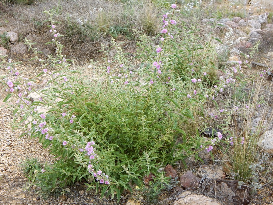 Image of copper globemallow