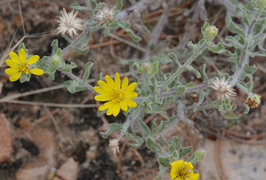 Image of hairy false goldenaster