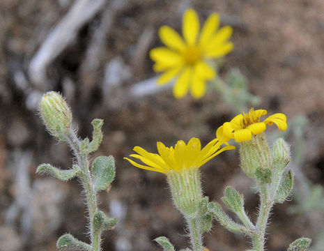 Imagem de Heterotheca villosa (Pursh) Shinners