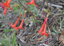 Image of Scarlet Gilia