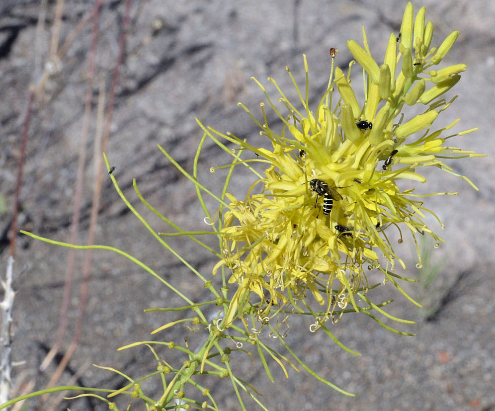 Image of desert princesplume