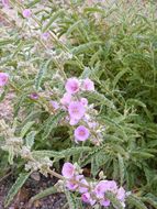 Plancia ëd Sphaeralcea angustifolia (Cav.) G. Don