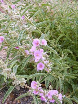 Imagem de Sphaeralcea angustifolia (Cav.) G. Don