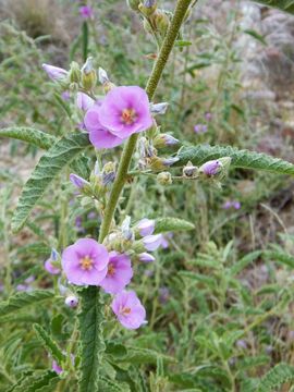 Plancia ëd Sphaeralcea angustifolia (Cav.) G. Don