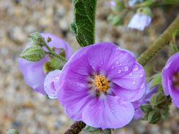 Plancia ëd Sphaeralcea angustifolia (Cav.) G. Don