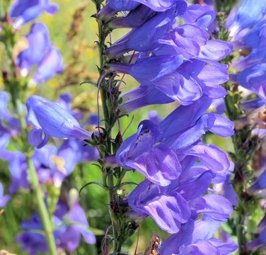 Image of Rocky Mountain penstemon