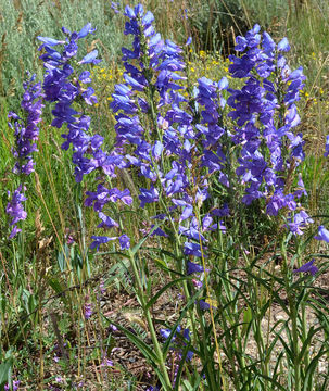 Image of Rocky Mountain penstemon