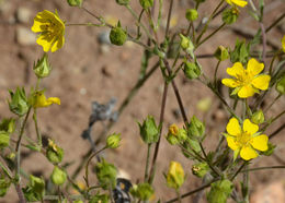 Image de Potentilla pensylvanica L.