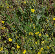 Image de Potentilla pensylvanica L.