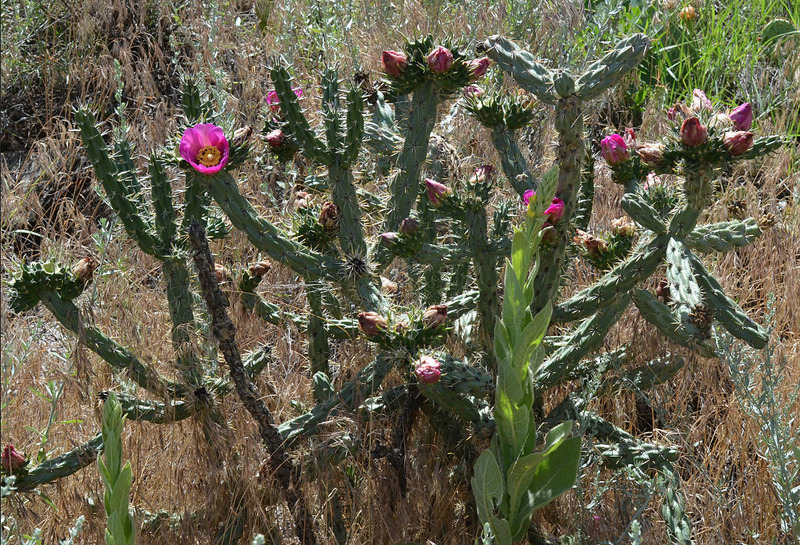 Image of tree cholla