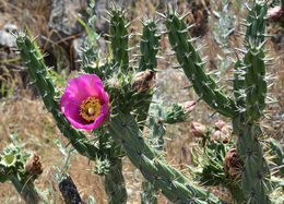 Image de Cylindropuntia imbricata (Haw.) F. M. Knuth