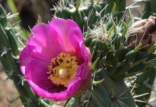 Image of tree cholla