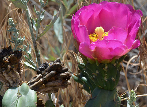 Image de Cylindropuntia imbricata (Haw.) F. M. Knuth