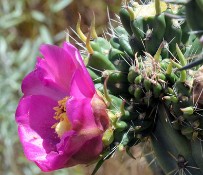 Image de Cylindropuntia imbricata (Haw.) F. M. Knuth