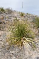 Image of green sotol