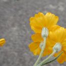 Image of woolly paperflower