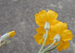 Image of woolly paperflower